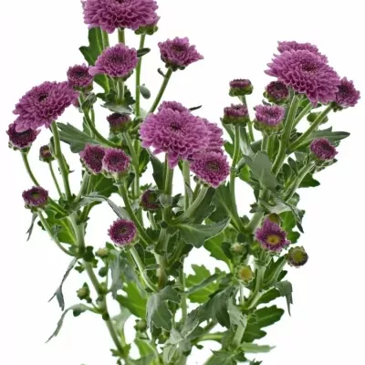 Chryzantéma SAN AAA MASAI 1000g