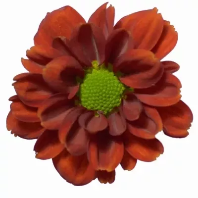 Chryzantéma SAN MELLISSA 1250g