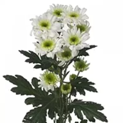 Chryzantéma SAN MEONI 1050g