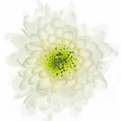 Chryzantéma SAN PERONI 1050g