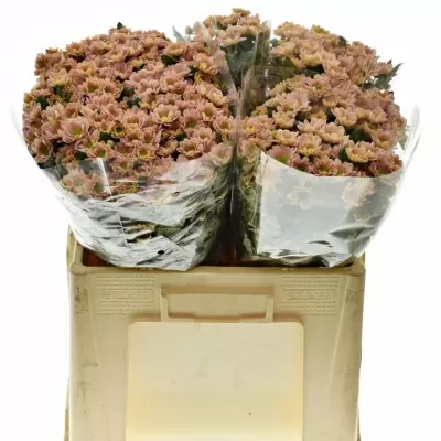 Chrysanthema SAN ROSSI SMOKEY 1200g