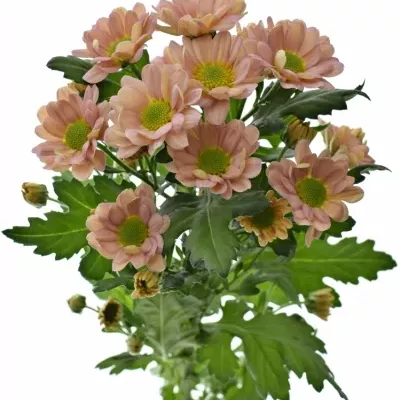 Chrysanthema SAN ROSSI SMOKEY 1200g