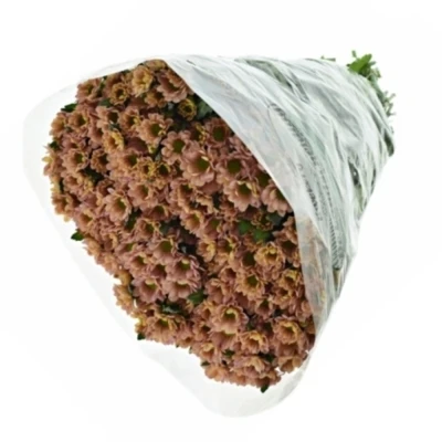 Chrysanthema SAN ROSSI SMOKEY