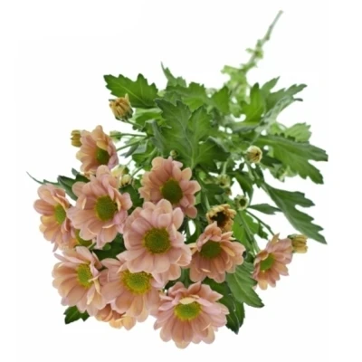 Chrysanthema SAN ROSSI SMOKEY