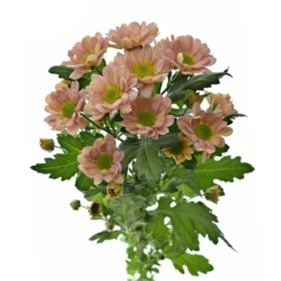 Chryzantéma SAN ROSSI SMOKEY 1100g