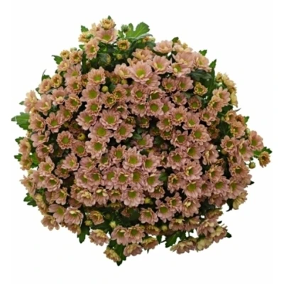 Chrysanthema SAN ROSSI SMOKEY