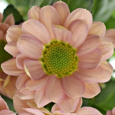 Chrysanthema SAN ROSSI SMOKEY