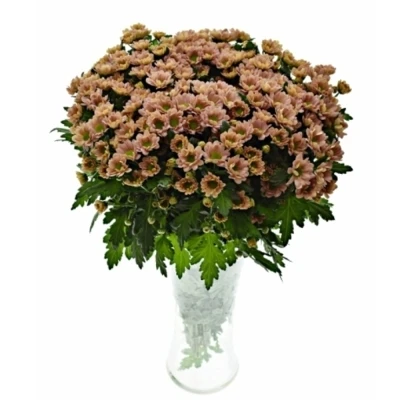 Chrysanthema SAN ROSSI SMOKEY