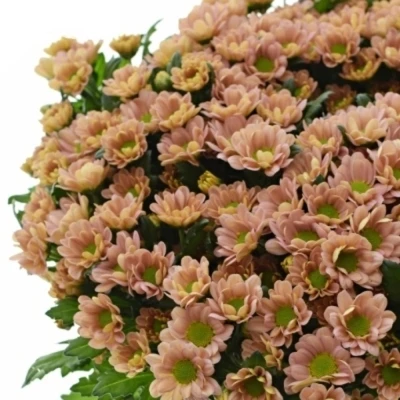 Chrysanthema SAN ROSSI SMOKEY