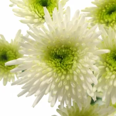 Chryzantéma SAN AAA SANGI 1100g