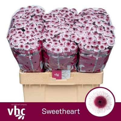 Chryzantéma SAN SWEETHEART 1000g (40g / 1ks)