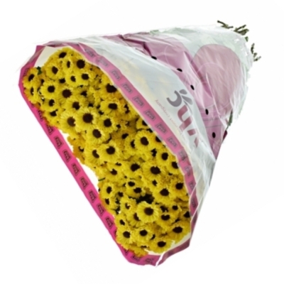 CHRYSANTHEMA SAN TEDCHA IMPROVE