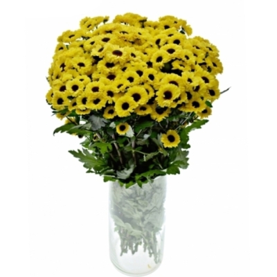 CHRYSANTHEMA SAN TEDCHA IMPROVE