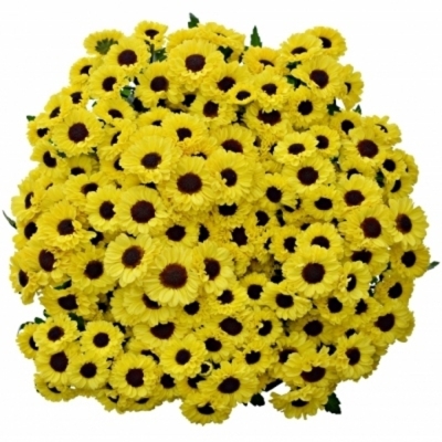 CHRYSANTHEMA SAN TEDCHA IMPROVE