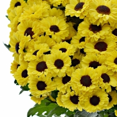 CHRYSANTHEMA SAN TEDCHA IMPROVE