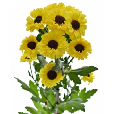 CHRYSANTHEMA SAN TEDCHA IMPROVE