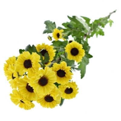 CHRYSANTHEMA SAN TEDCHA IMPROVE