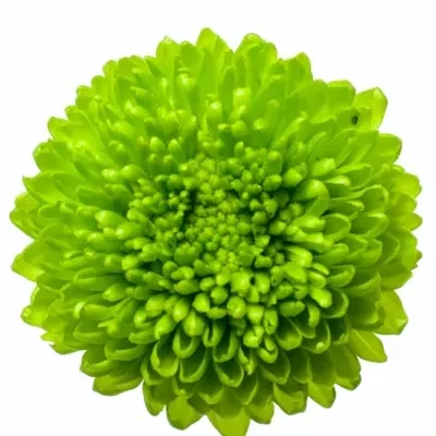 Chryzantéma SAN AAA YOSHI 1050g