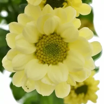 Chrysanthema Santini Madiba Nyaka Cream