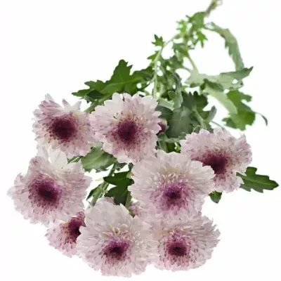 CHRYSANTHEMA T ABBEY 90g