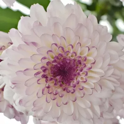 CHRYSANTHEMA T ABBEY 90g