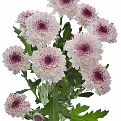 CHRYSANTHEMA T ABBEY 90g