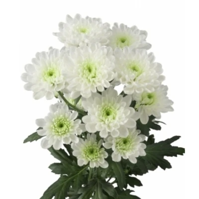 CHRYSANTHEMA T ALTAJ