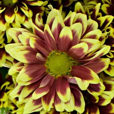 Chryzantéma T AMETHYST 75g