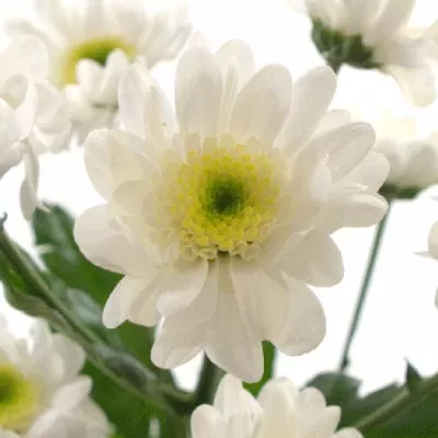 Chryzantéma T ARMIN 75g