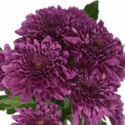 CHRYSANTHEMA T BARCA SPLENDID