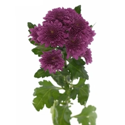 CHRYSANTHEMA T BARCA SPLENDID