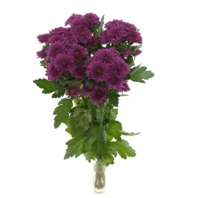 CHRYSANTHEMA T BARCA SPLENDID