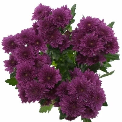 CHRYSANTHEMA T BARCA SPLENDID