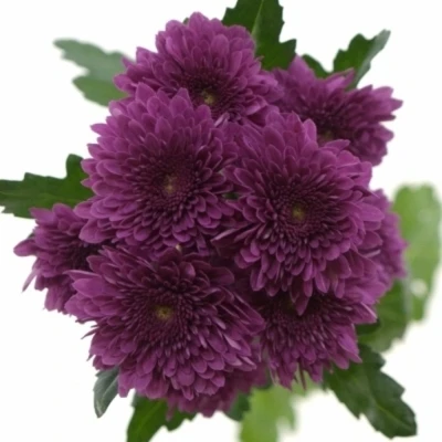 CHRYSANTHEMA T BARCA SPLENDID