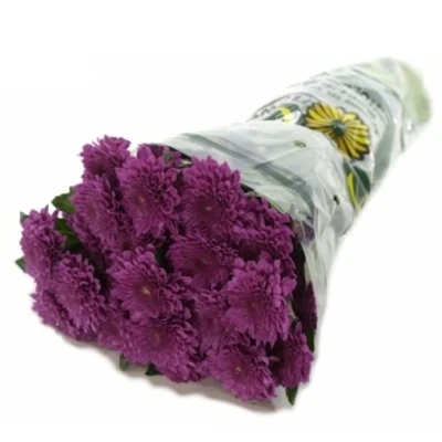 CHRYSANTHEMA T BARCA SPLENDID