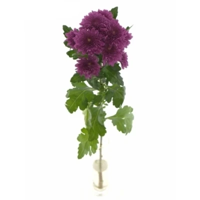 CHRYSANTHEMA T BARCA SPLENDID