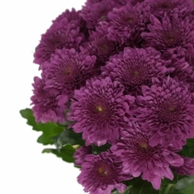 CHRYSANTHEMA T BARCA SPLENDID