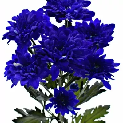 Chryzantéma T BARV. BACARDI BLUE 80g