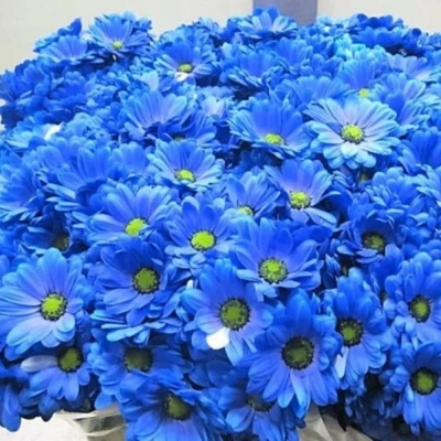 CHRYSANTHEMA T BARV. BACARDI BLUE