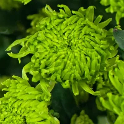 Chryzantéma T BOMBER GREEN 70g