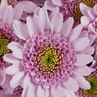 Chryzantéma T CUPCAKE 70g