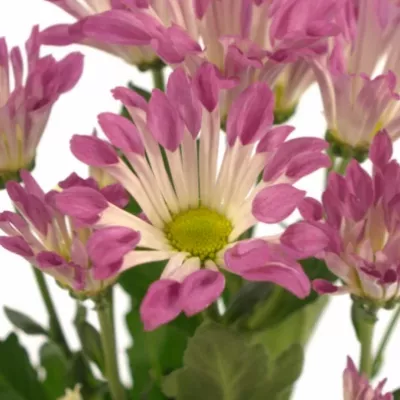 Chryzantéma T DANCE 80g