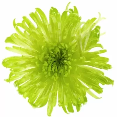 Chryzantéma T DELIANNE DARK GREEN 70g
