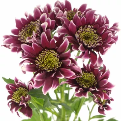 Chryzantéma T DISCO CLUB 80g