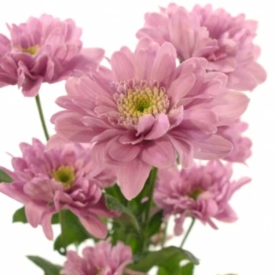 CHRYSANTHEMA T FIANNA