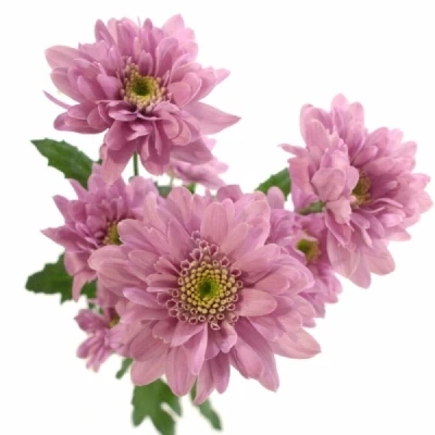 CHRYSANTHEMA T FIANNA