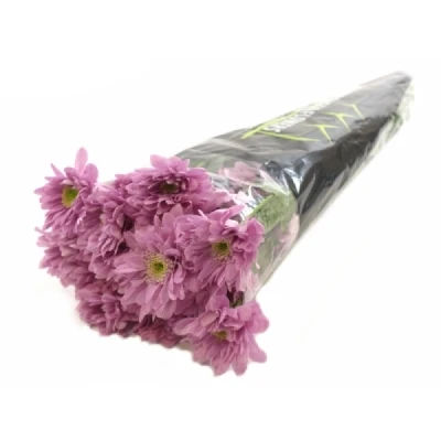 CHRYSANTHEMA T FIANNA