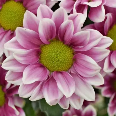 CHRYSANTHEMA T HAYDAR PINK 85g