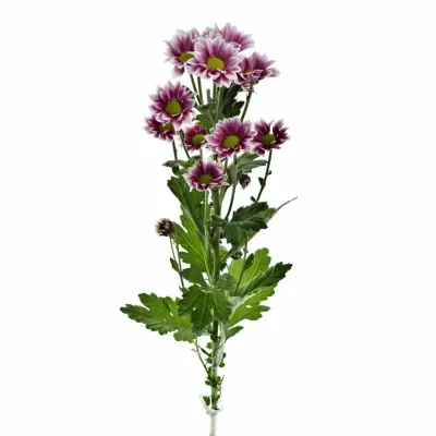 CHRYSANTHEMA T HAYDAR PINK 85g