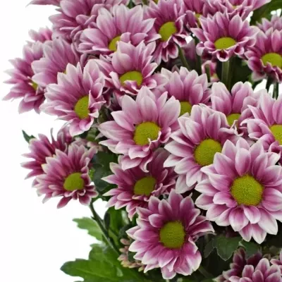 CHRYSANTHEMA T HAYDAR PINK 85g